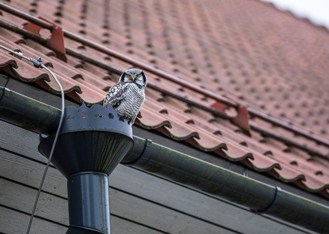 Ciche rynny i rury spustowe: jak wyciszyć uderzenia deszczu i dudnienie krok po kroku